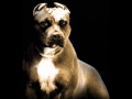 PITBULL Proverbio X Kiko Santana
