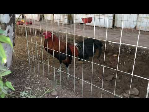 Corrida 3/4 blueface 1/4 asil cobra