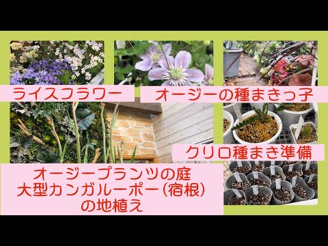 園芸 カンガルーリンゴ