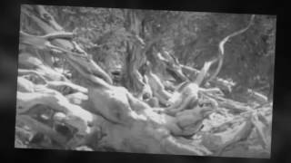 Celtic Frost  Ground