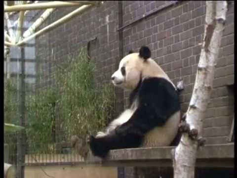 Preview London (1992 ) London Zoo