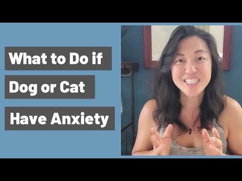 Does Your Dog or Cat Have Anxiety Issues?