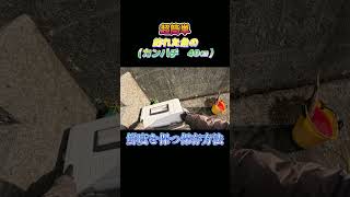 超簡単！釣った魚（カンパチ　40㎝）を鮮度を保つ方法で保存してみた。#shorts #釣り #ショアジギング