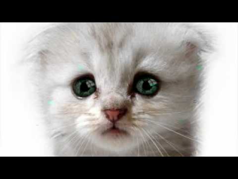 jaheim turns into a cat