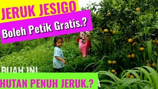 preview picture of video 'Petik jeruk JESIGO kototinggi, gunuang omeh, lima puluh kota'
