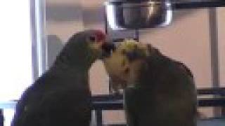 preview picture of video 'Amazon Parrots preening each other'