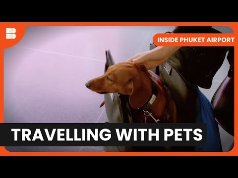 A Rocky Start to Phuket Holiday - Inside Phuket Airport - S01 EP07 - Travel Documentary