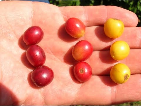 Giao máy rang cà phê Rio 10 Full - anh Hùng Nam Ban Lâm Hà