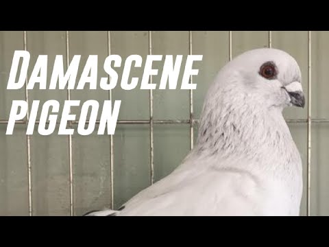 Damascene Pigeon