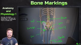 Major Bone Markings