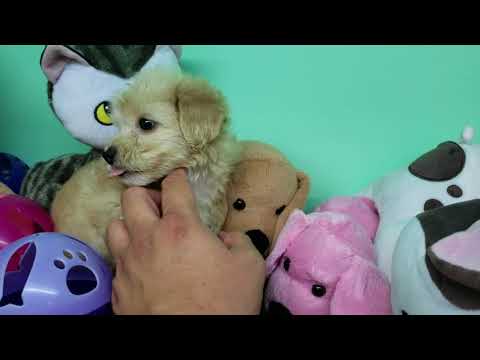 Morky Puppy- Male- England