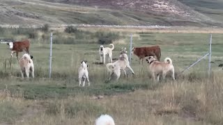 ÇİFTLİĞE YABANCI KÖPEK GELİRSE.. AZAP VE KASAP ÇİFTLİKTEN KAÇTI