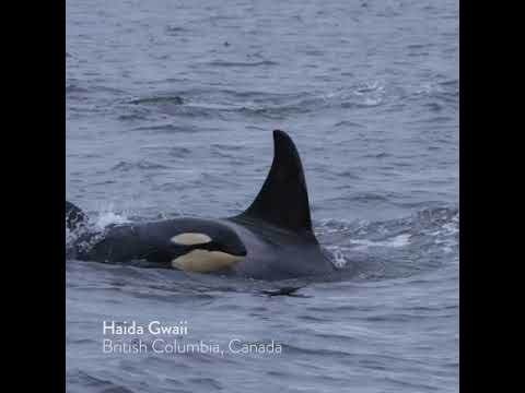 Whale Watching in Haida Gwaii, BC