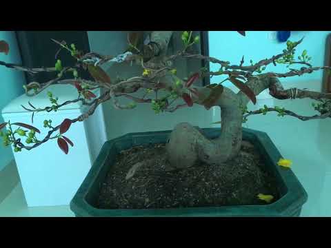 Cách mua mai về Bắc kịp chơi Tết