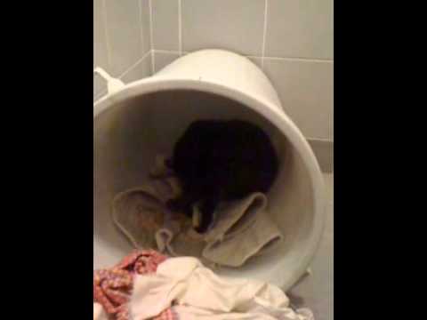 video_2012-03-25_mostafa cat got her 2nd baby