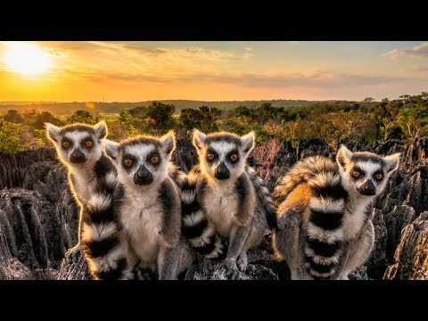 MADAGASCAR: The Island Evolution Forgot!