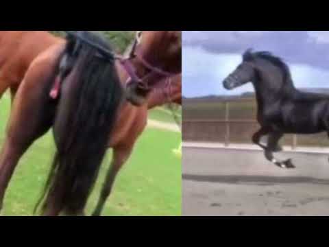 Reacção de cavalo quando vê uma égua no cio