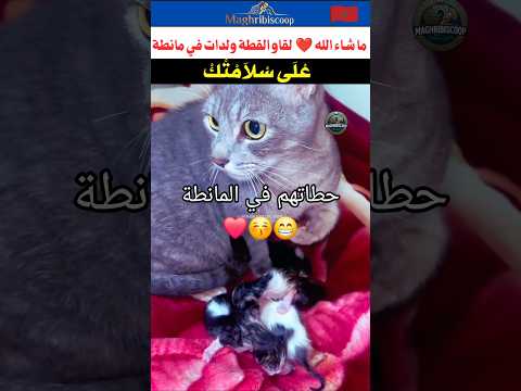 ما شاء الله 🥰❤️ قطة دارت لمالين الدار أجمل مفاجأة 😚😘 #قطط