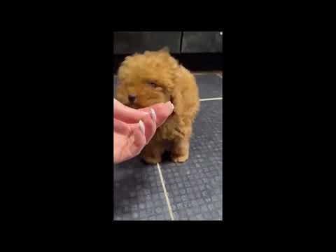 Toy Poodle puppy for sale