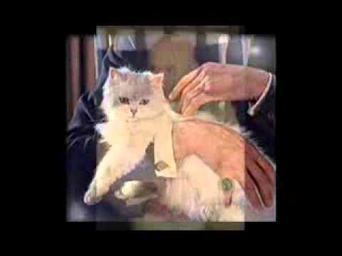 Spieprzaj Dziadu hymn dla PiS z Bollywood