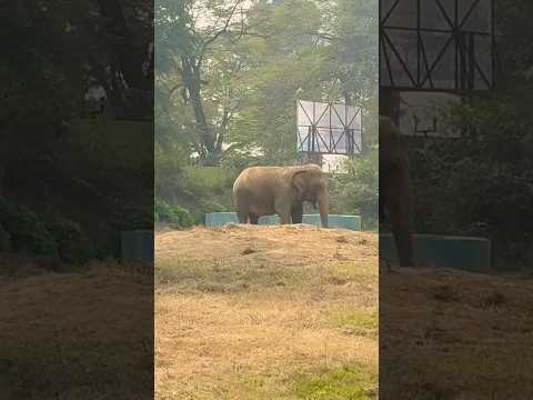 #funny #animals #wildlife  #zoo