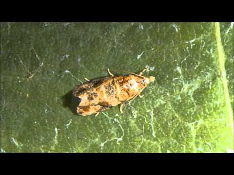 Lobesia botrana, adulto 2 gen, ED Marchesini