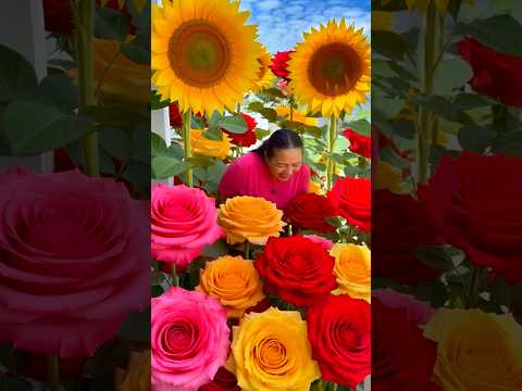 Minhas Rosinhas #comedy #humor #funny