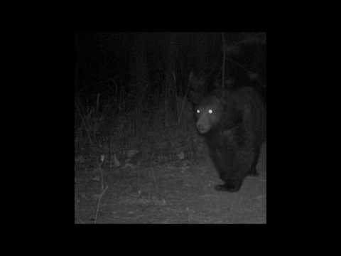 02. Kodyak - Bearbreath