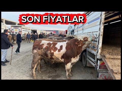 KIRIKKALE HAYVAN PAZARI 3 MART/KURBANLIK FİYATLARI 
