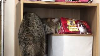 ご飯が足りないニャン🐈
