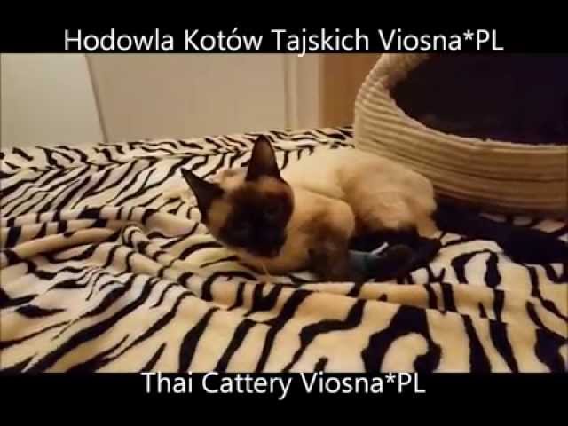 Thai Cats Viosna*PL - Elma i nowa zabawka