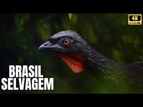 🌎 Brasil Selvagem: Os Segredos dos Biomas Mais Ricos do Planeta (MEGA EPISÓDIO)