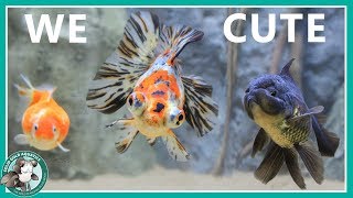 Goldfish Aquarium Upgrade by Solid Gold Aquatics