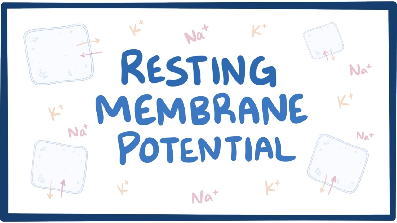 Resting membrane potential - definition, examples
