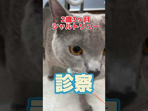 膀胱スパー、キジスパー 植物