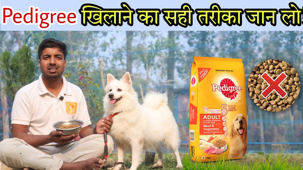 Dog ko pedigree kaise khilana cahyea