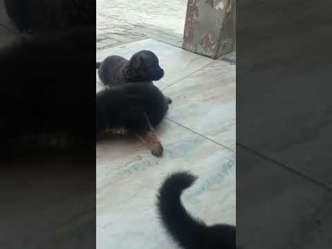 for sale top Quality jarmanshafad pup location Amritsar 97802 37457 #shortsyoutube