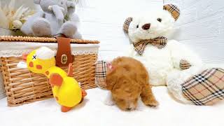 トイプードルの動画01