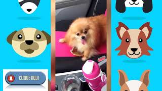 cachorros e gatos engraçados comp2