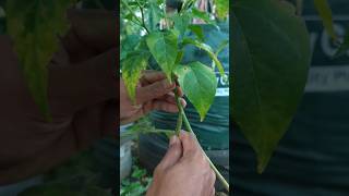 Download lagu How to Get Chili Plants to Bear Fruit After 5 Years or More #shorts mp3