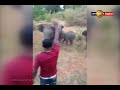 Wild elephant kills person due to provocation