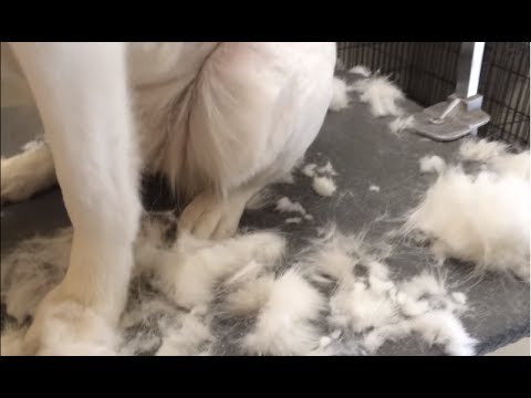 Top 10 Most Shedding Dogs In The World