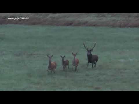 Rotwild ohne Ende bei bestem Licht - Hirschbrunft in Polen / Pommern