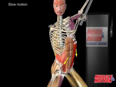 Obliquus Externus Frog Function