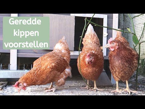 , title : 'Nieuwe kippen voorstellen! | Kippen redden van slacht || De dierenvriendin'