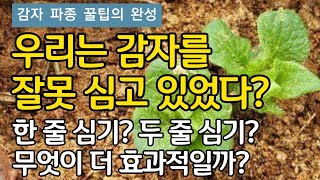 감자 파종 꿀팁의 완성 - 우리는 감자를 잘못 심고 있었다? 봄 감자 재배  한줄심기? 두줄심기? 무엇이 더…
