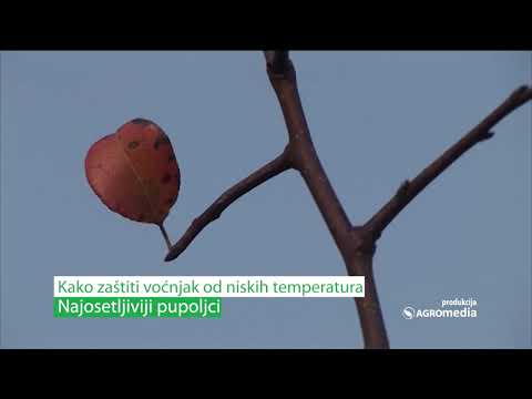 Saveti: Kako zaštititi voćnjak od niskih temperatura