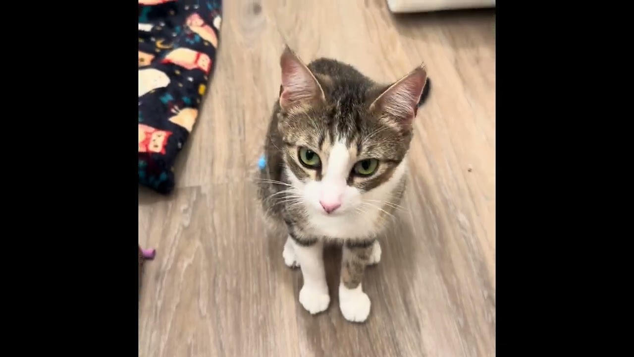 Enlarge Dana, a Adoptable Domestic Short Hair in Oceanside, CA video 6/6