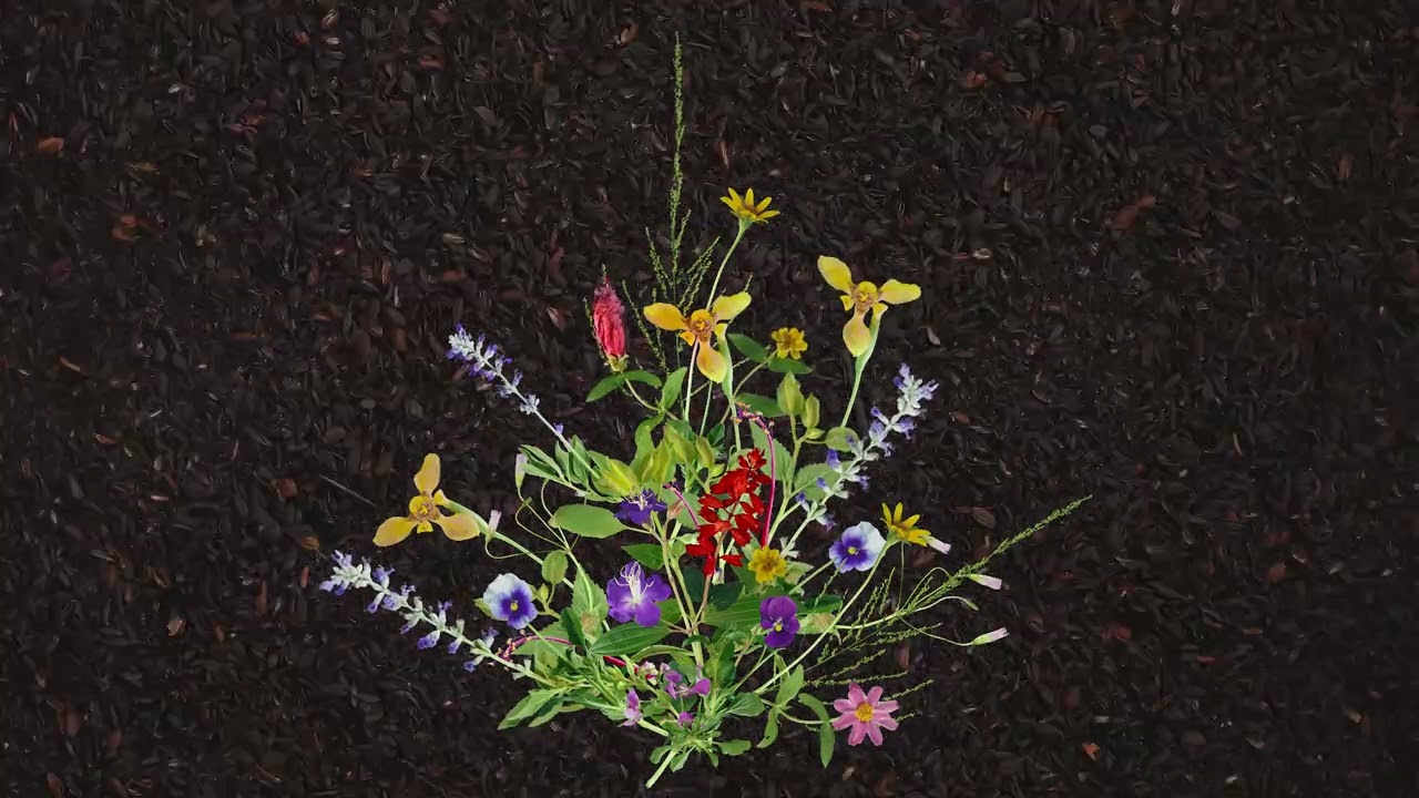 REBIRTH