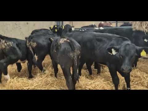 10 Starter Aberdeen Angus & Hereford bulls - Image 2